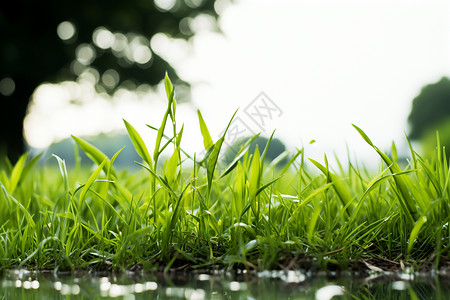 草地近景绿树草地的近景背景