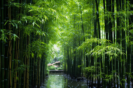 竹子叶子竹林环绕的森林背景