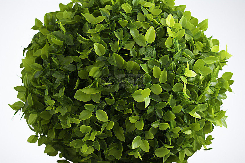 绿色的盆栽植物图片