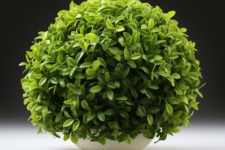 花瓶中的绿色植物背景图片