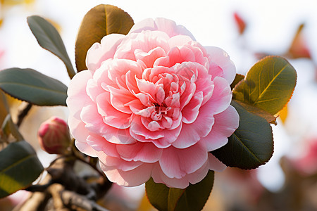 温柔春日中的粉色花朵高清图片