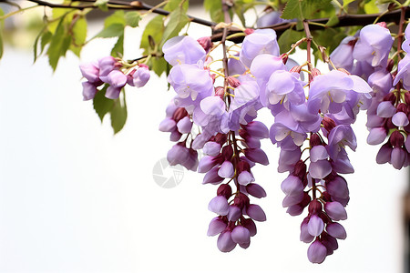 婀娜多姿的紫藤缠绕高清图片