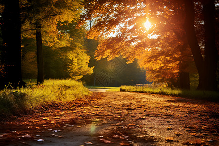 夕阳照耀下的秋林背景图片