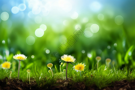 春天蒲公英蓝色的草地植物背景