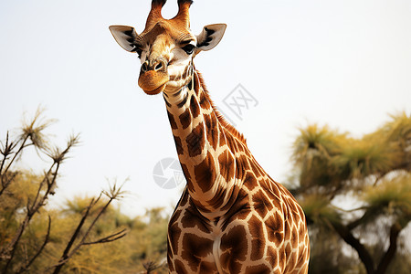 荒野中的长颈鹿动物背景图片
