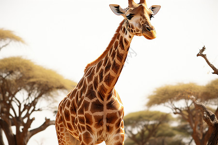 户外强壮的长颈鹿背景图片
