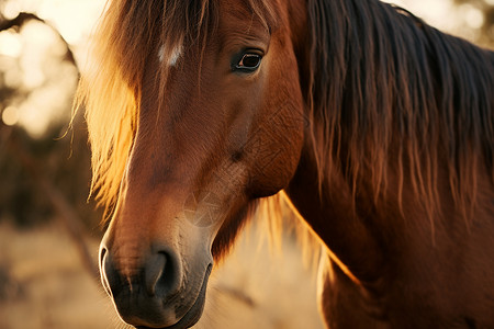 长毛的动物马匹高清图片