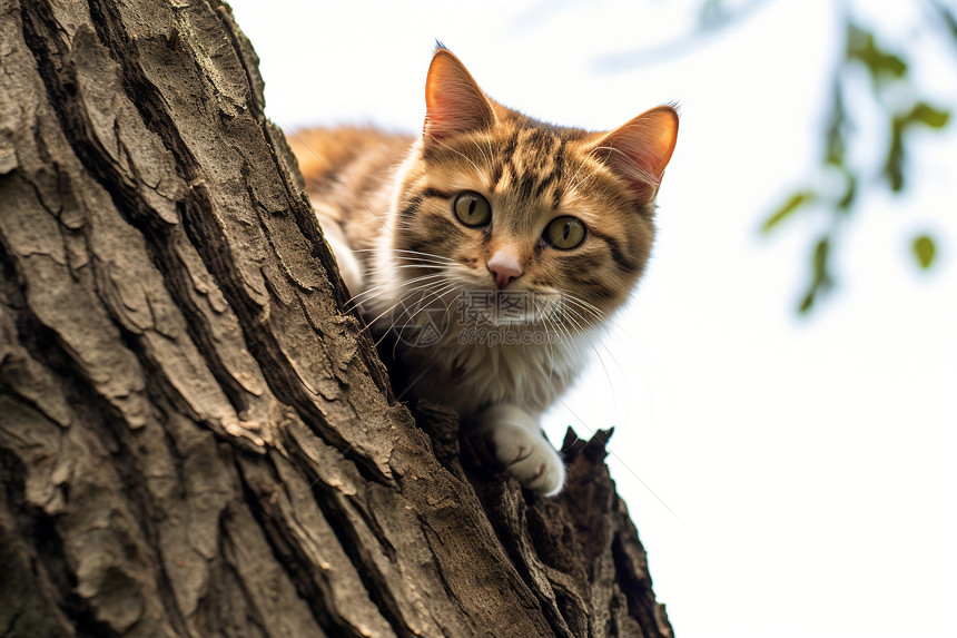 树枝上的小猫图片