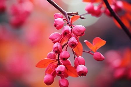 细枝上的粉色花朵背景图片