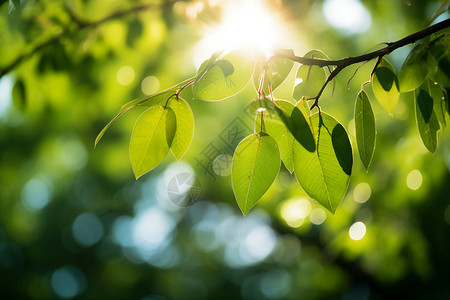 阳光照耀的绿色枝叶背景图片