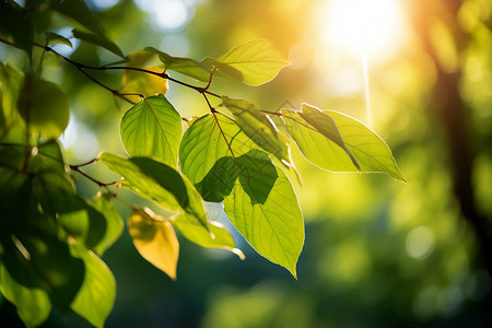 阳光照耀的树叶背景图片