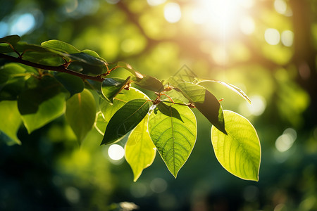 阳光照耀着的绿色树叶背景图片