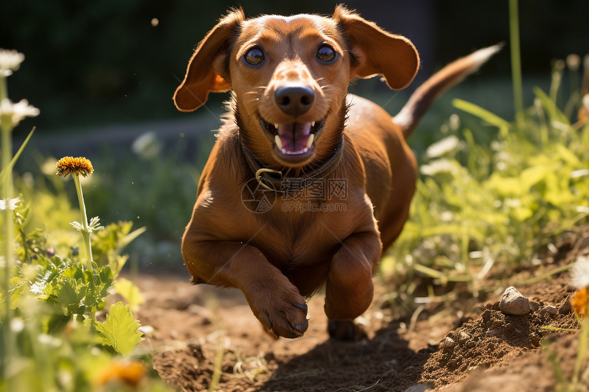 欢乐奔跑的小狗图片