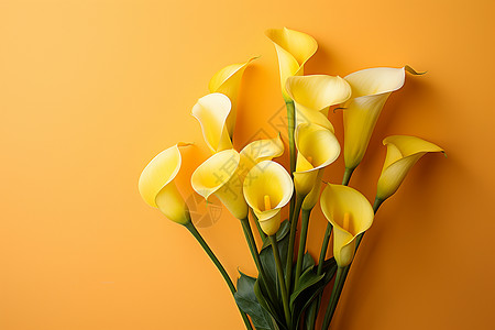 室内漂亮的黄色花卉背景图片