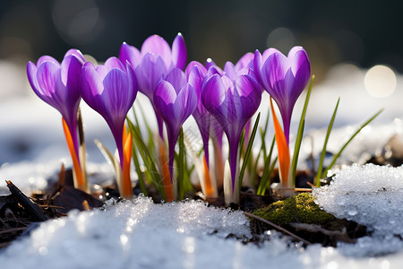 冬季花卉背景图片