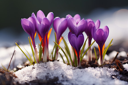 傲立群雄雪中傲立的紫花背景