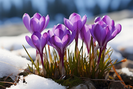 雪中绽放的花朵背景图片