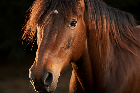 棕色的马儿马厩驯养高清图片