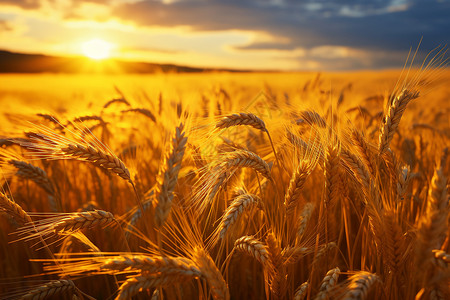 农业种植的麦田背景图片