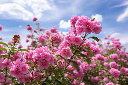 粉色的花海背景图片