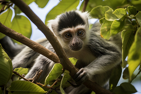 热带雨林中的猴子背景图片