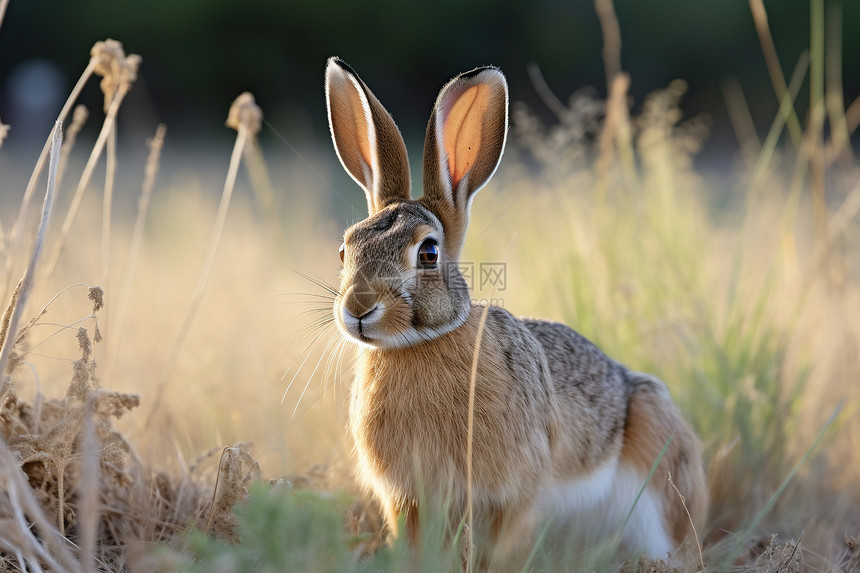 田野里的野兔图片