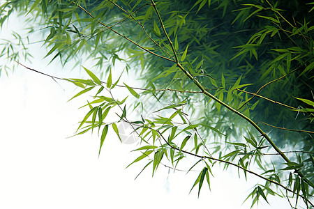 竹叶与水滴茂密的竹叶背景