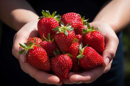 手掌中的草莓背景图片