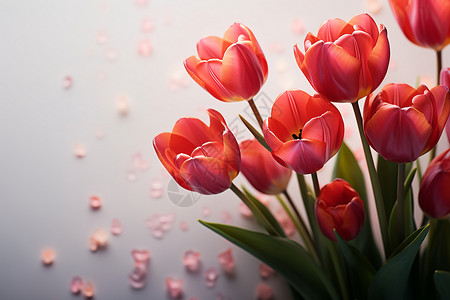 漂亮的郁金香花束高清图片