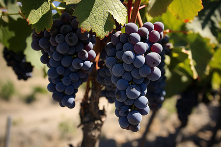 果园成熟的葡萄背景图片