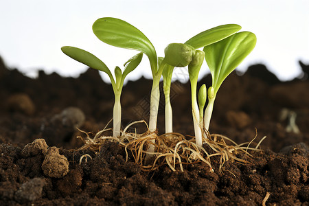 土壤里发芽的种子背景图片