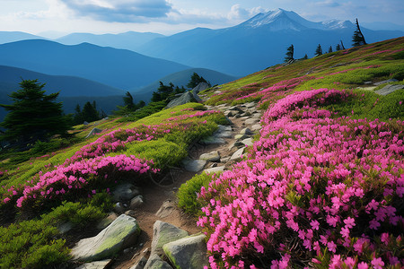 野草山花山花盛开的山坡背景