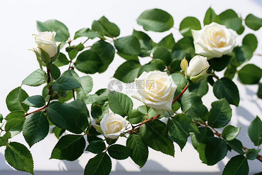 藤蔓上的白玫瑰图片