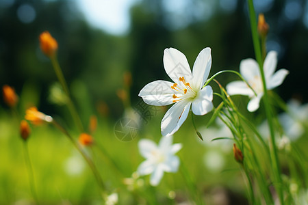 田野里的白色野花背景图片