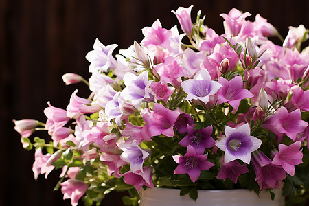 花盆里的鲜花背景图片