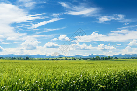 蓝天农业蓝天下的麦田背景