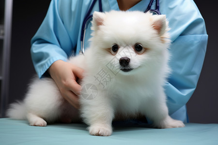 兽医抱着小狗背景图片