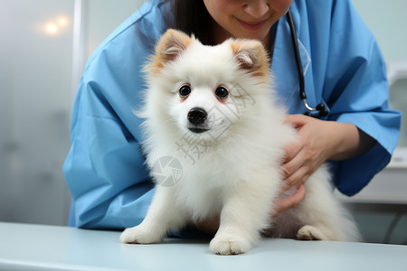 兽医检查小狗的身体背景图片
