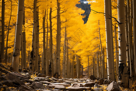 金黄的秋林背景图片