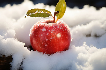 雪地苹果雪地里的红苹果背景