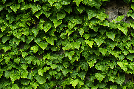 绿叶植物覆盖的墙壁背景图片