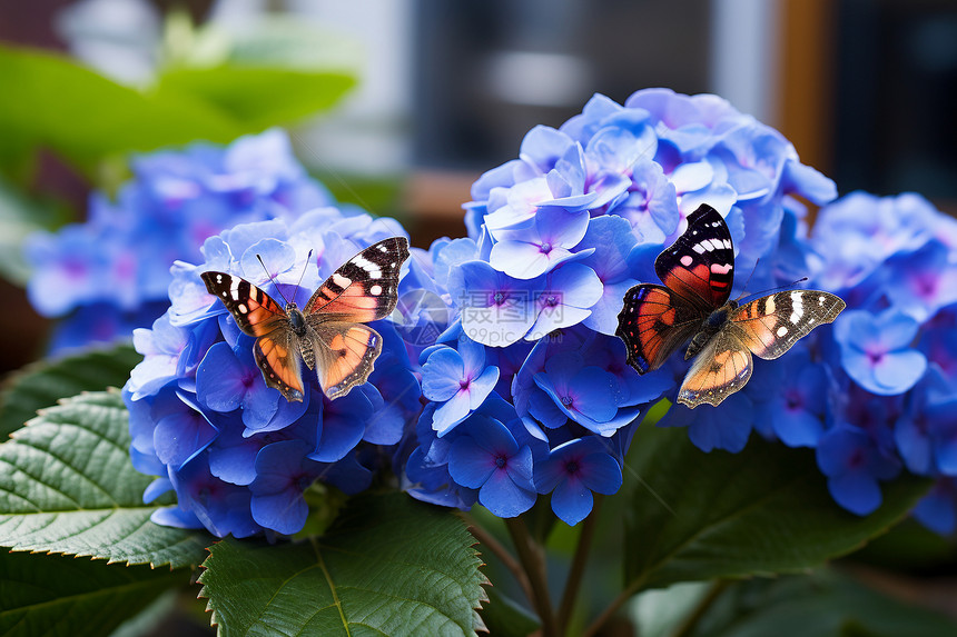蓝色绣球花上的蝴蝶图片