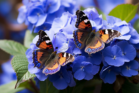 蝴蝶停驻在花朵上背景图片