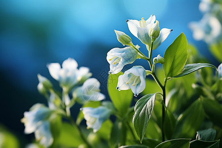 阳光下的花朵背景图片