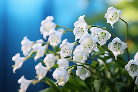 盛放的白色花簇背景图片