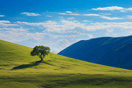 山坡上的小树背景图片