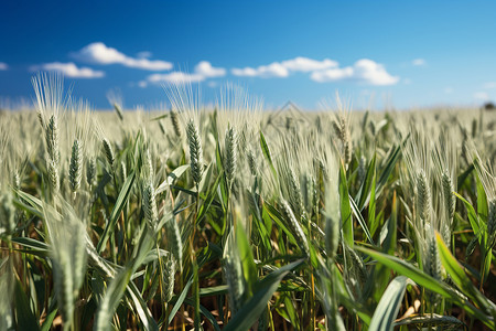 蓝天下的小麦背景图片