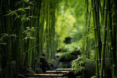 竹蒸饭竹林里的溪流背景