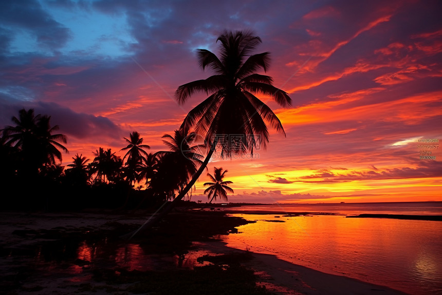 日落时分沙滩上的棕榈树图片