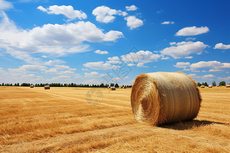 金黄色麦田里的大型干草捆高清图片